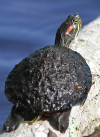 Red-eared Slider